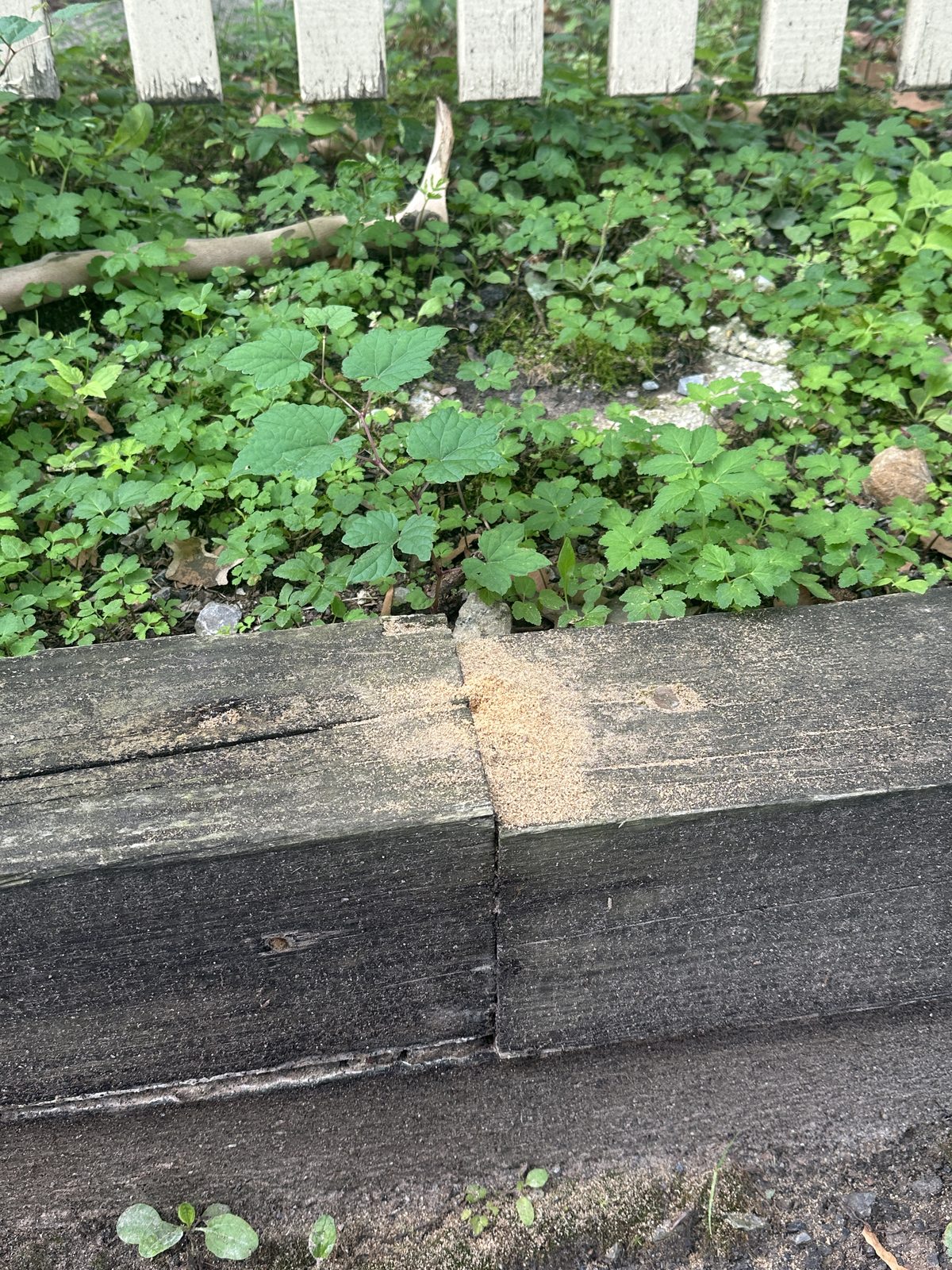 Sawdust and wasp activity at a joint in a wooden retaining wall