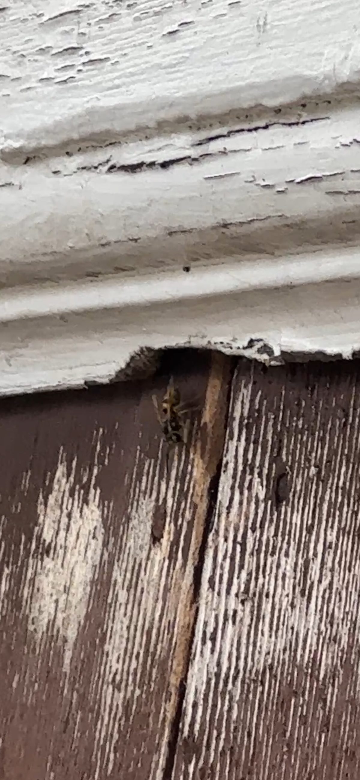A wasp entering a gap beneath the siding of a house